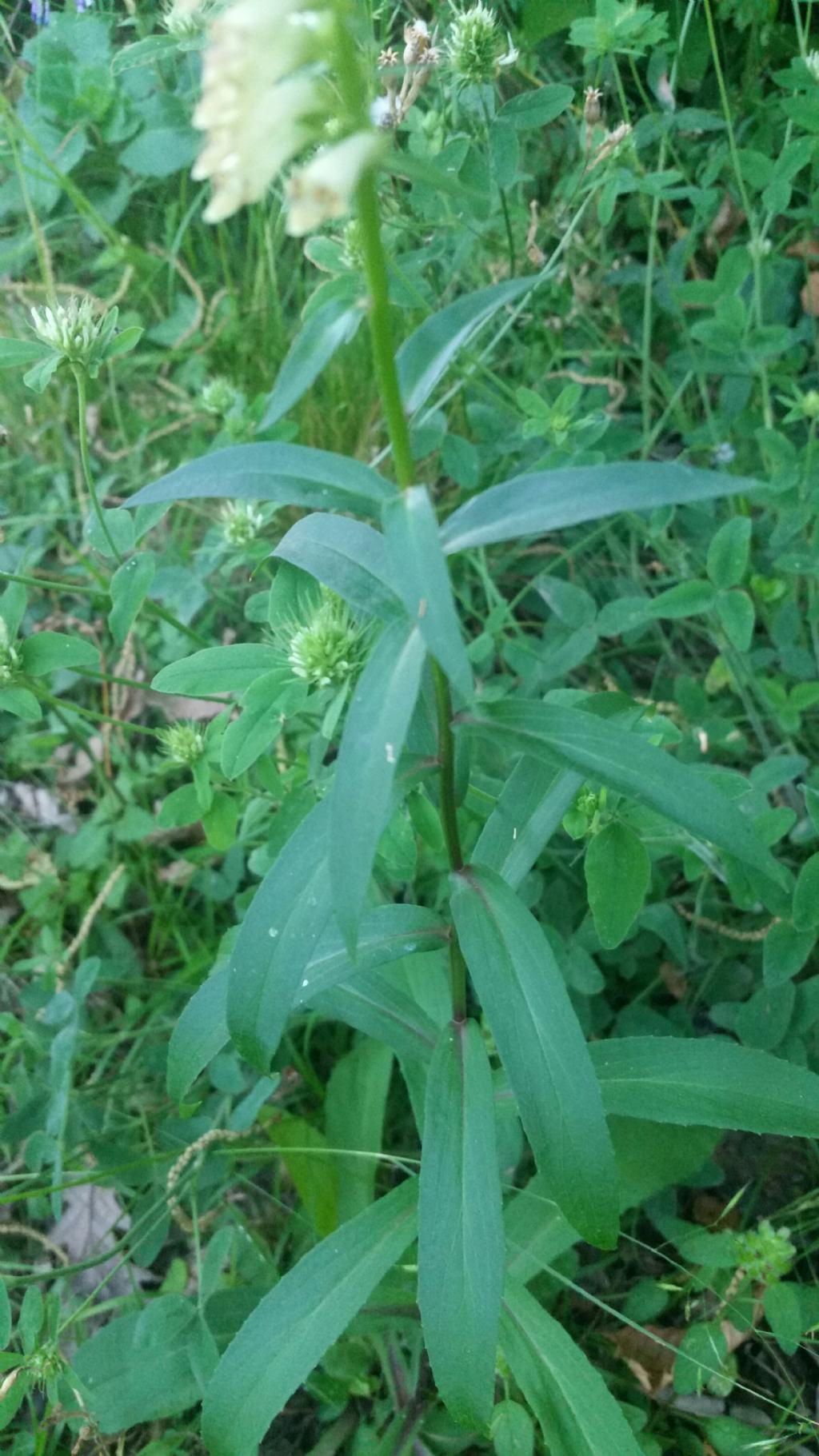 Digitalis lutea (Plantaginaceae)